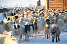 Зимовка скота в Туве под контролем республиканских властей